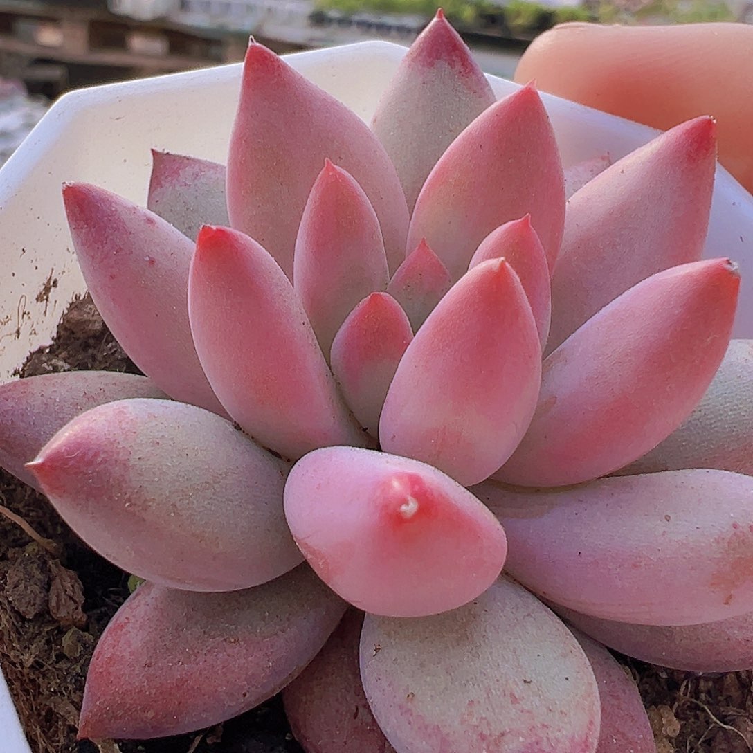 金鱼姬19包邮多肉植物