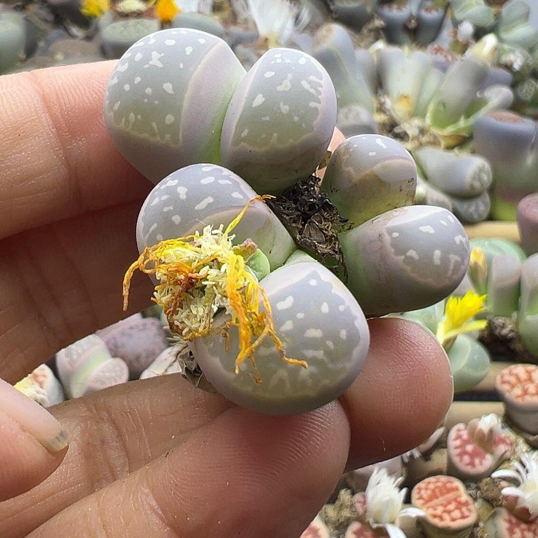 2457生石花福利炸