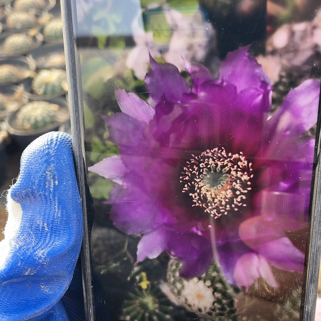 泰迪熊自根球4公分以上满18包邮