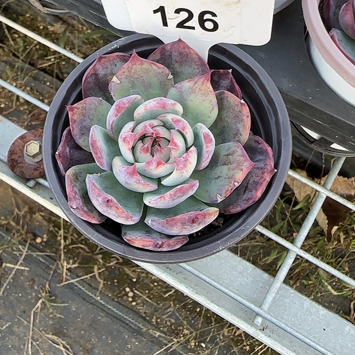 126 惊鸿仙子多肉植物7-9cm