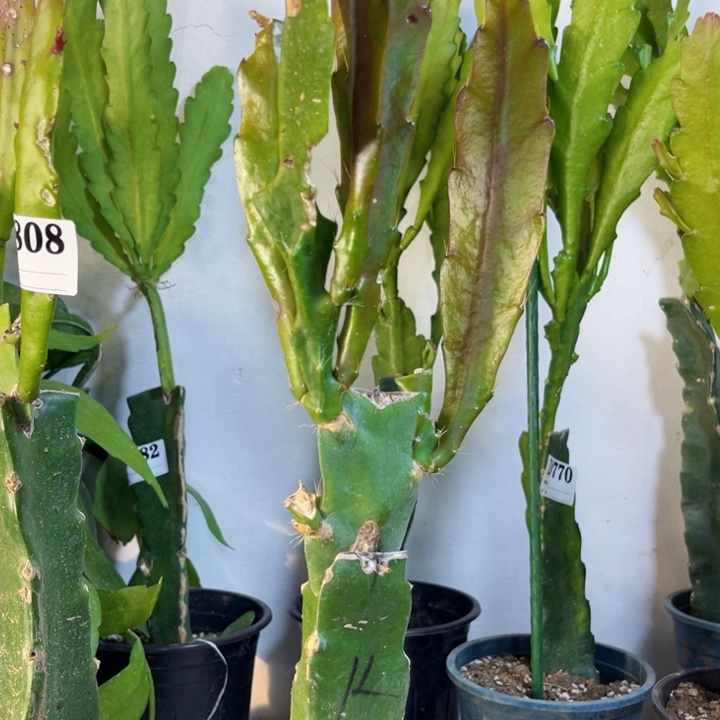 当前无花栽培后可以开花809