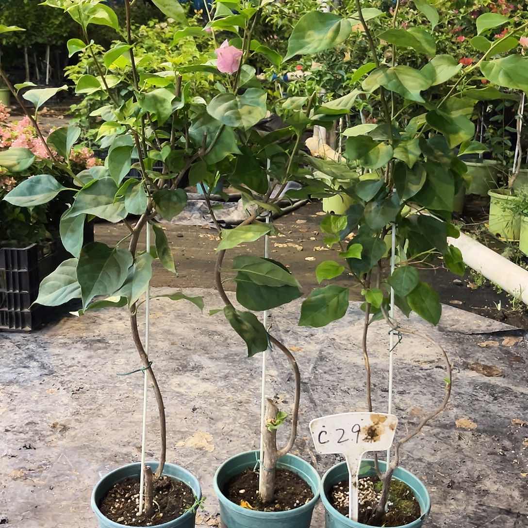 当前无花栽培后可以开花C294三角梅棒棒糖一颗