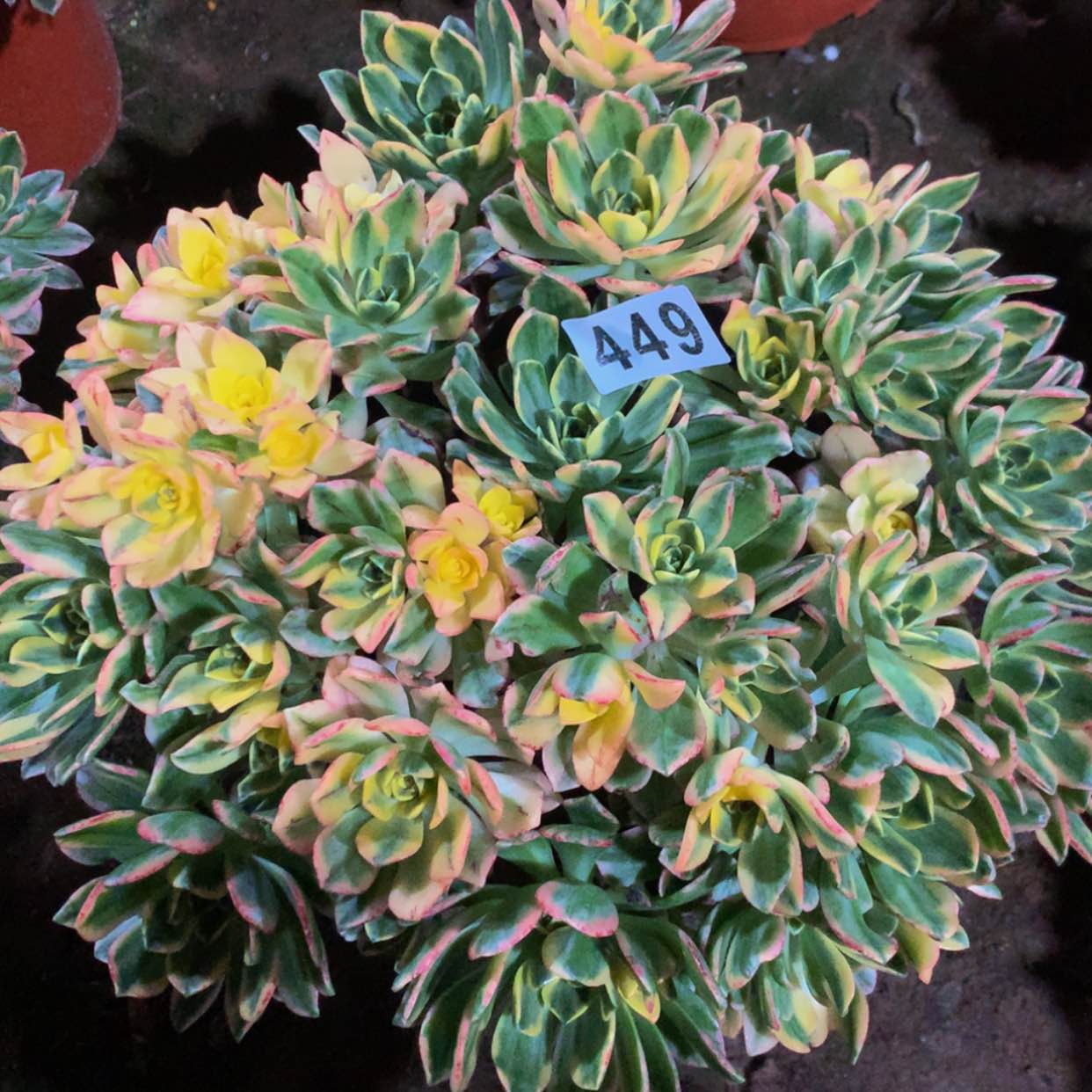 【闪购商品】449甜茶多肉