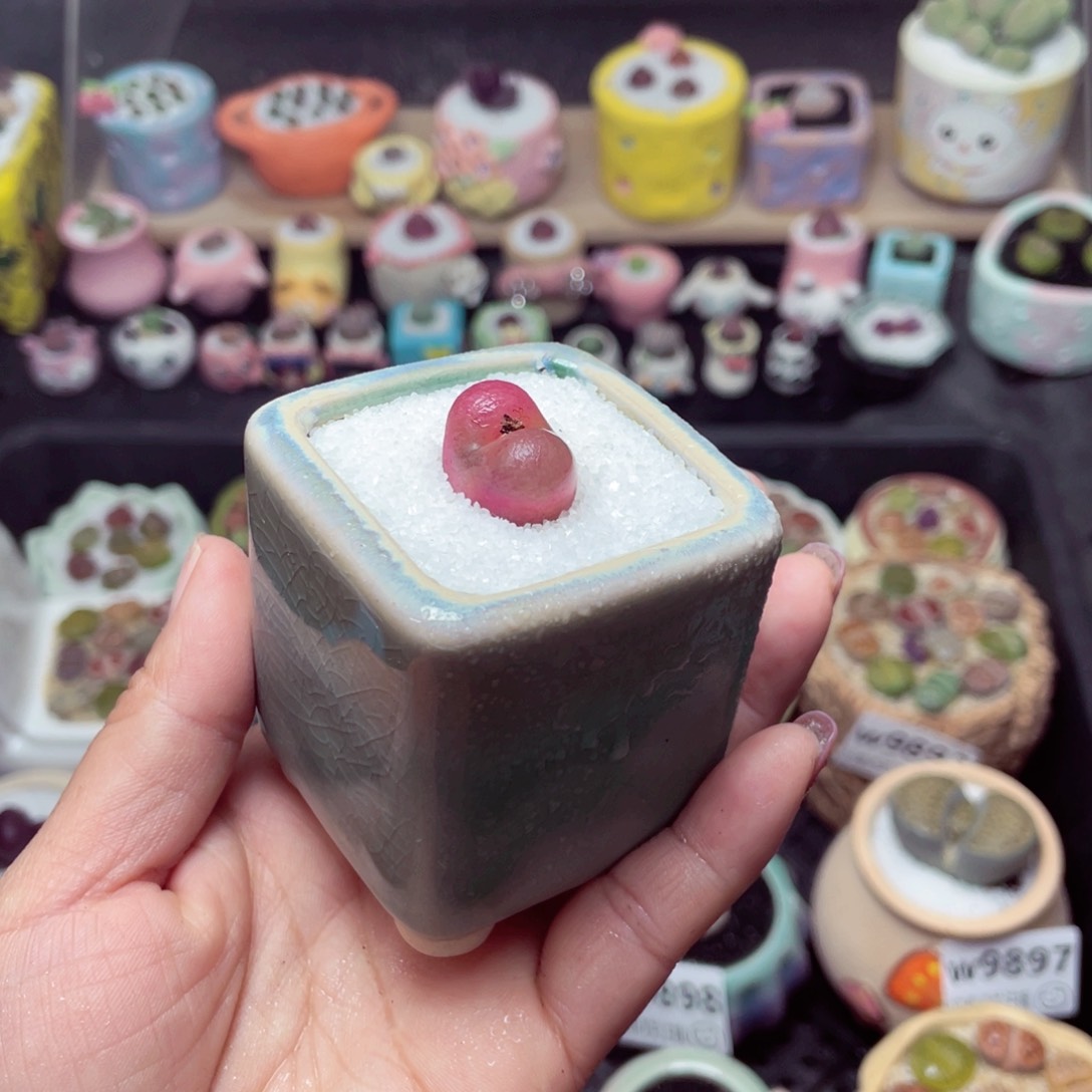 w9910 带盆土发货-零下地区拍保温箱