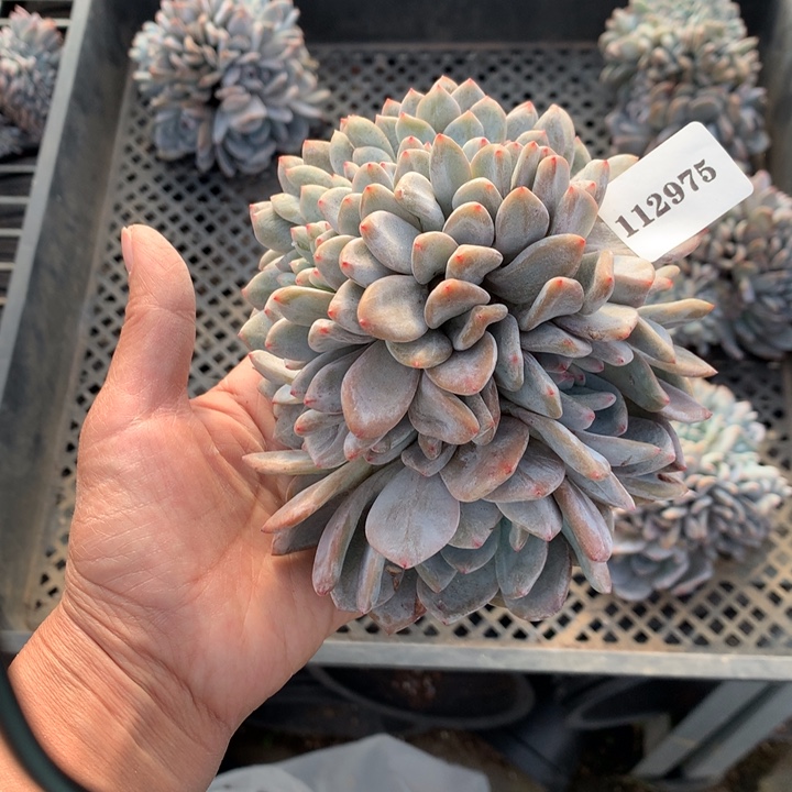 冰***雨112975缀嗯嗯嗯嗯嗯嗯好喜欢