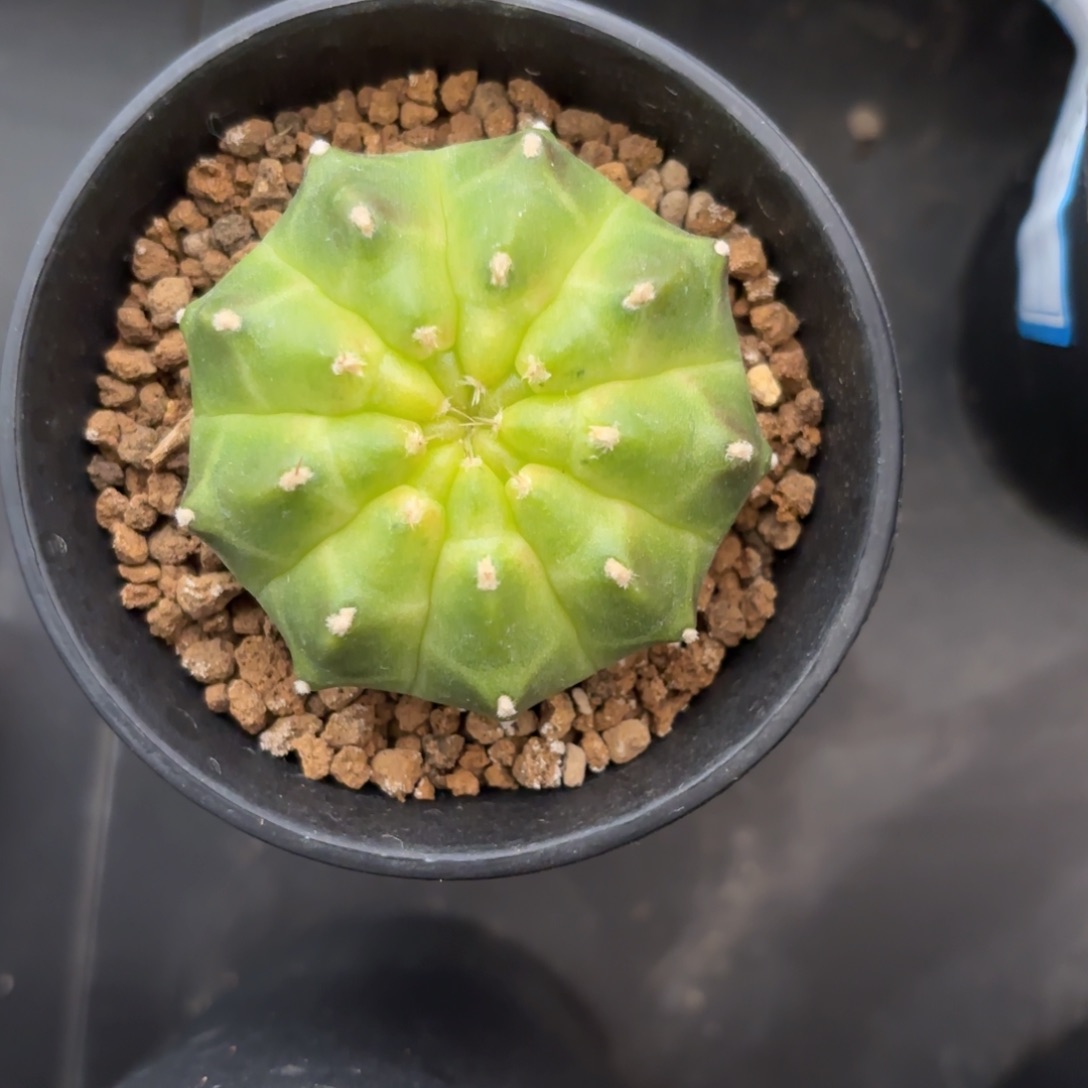 泰系实生轮回仙人球5号