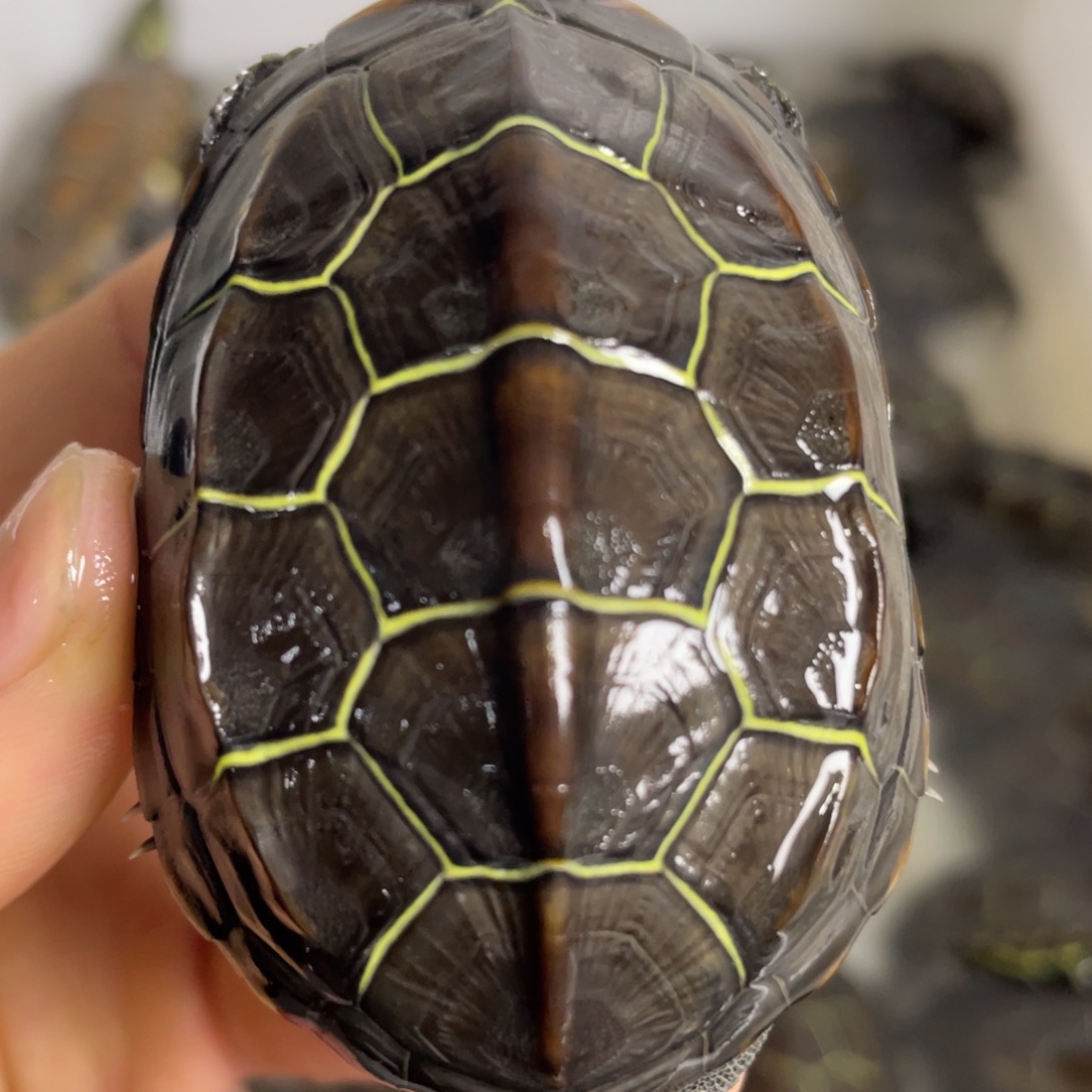 苏北金线冷水草龟