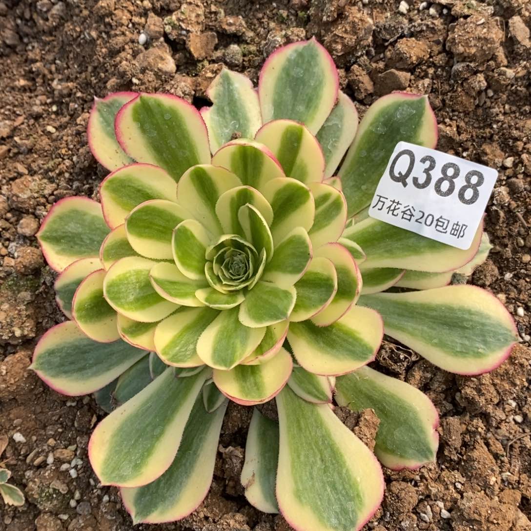 388海王多肉植物