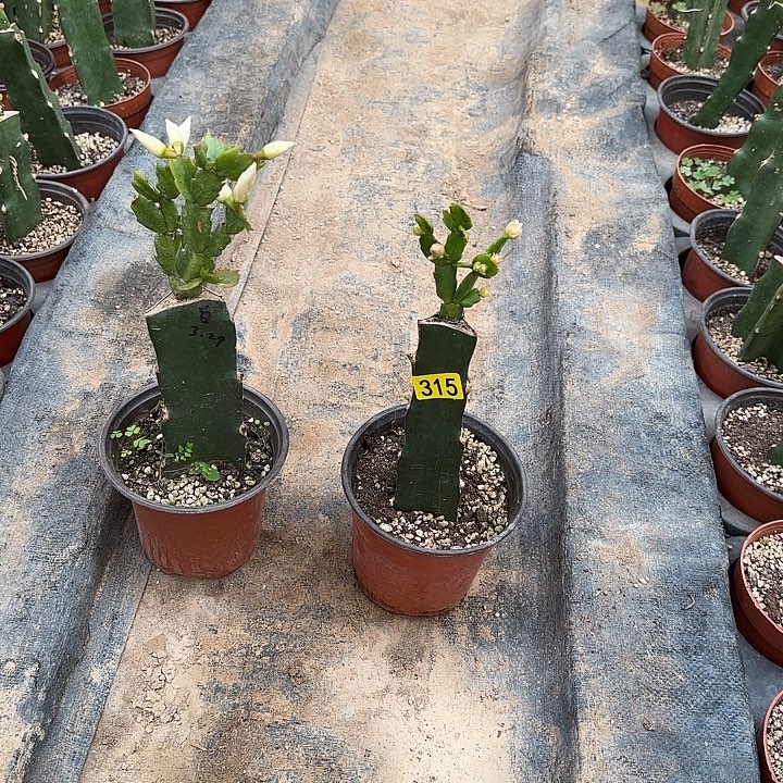 247+315嫁接蟹爪兰：028+凯西利亚