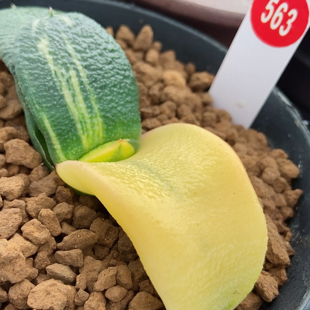 563卧牛实生锦带盆发货