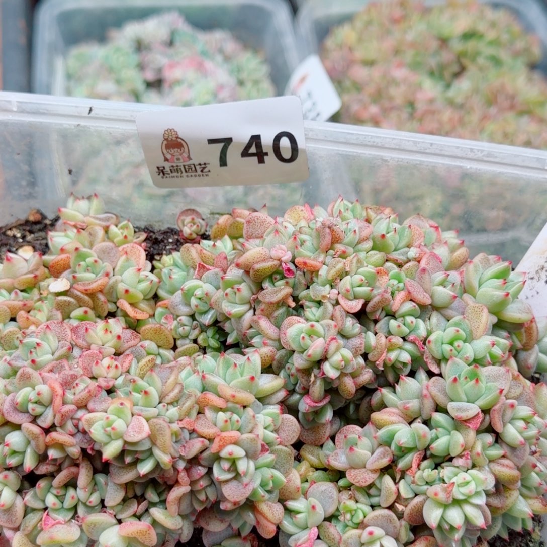 多肉植物多肉植物