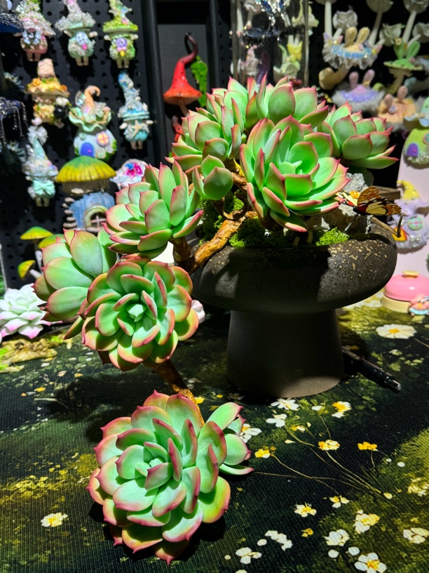 白凤血凤绮罗仙子等多肉植物好养易爆盆适合室内阳台种植单头