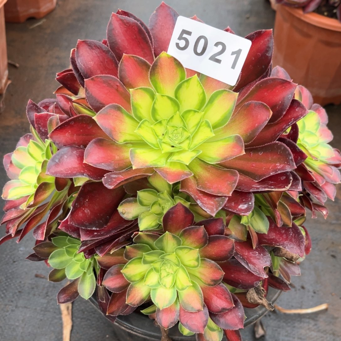 韶华多肉发货发货