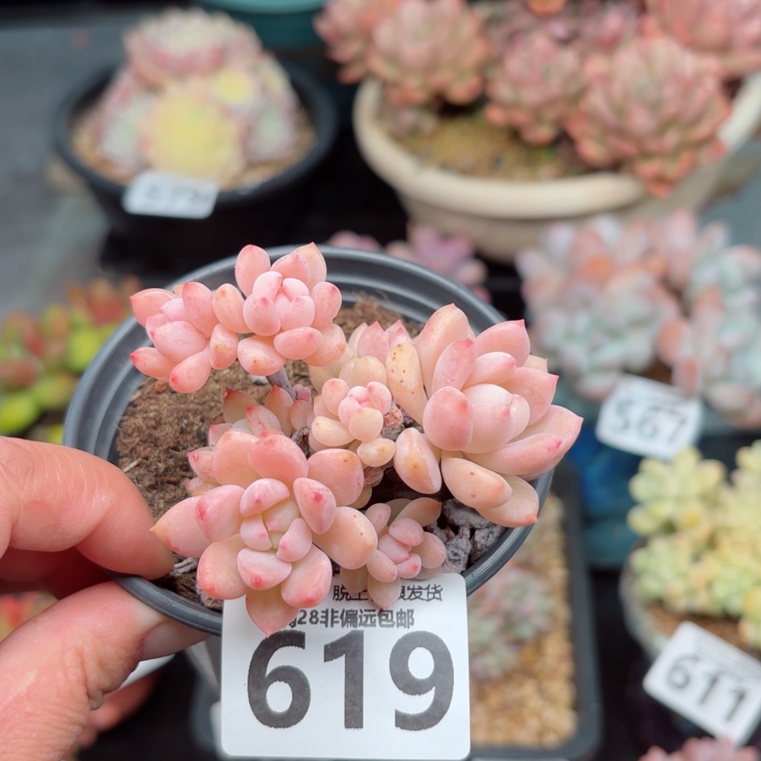 桃酥多肉无盆土发货
