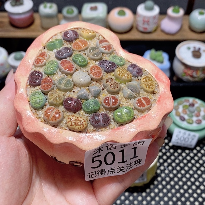 带盆土植物 一物一拍5011