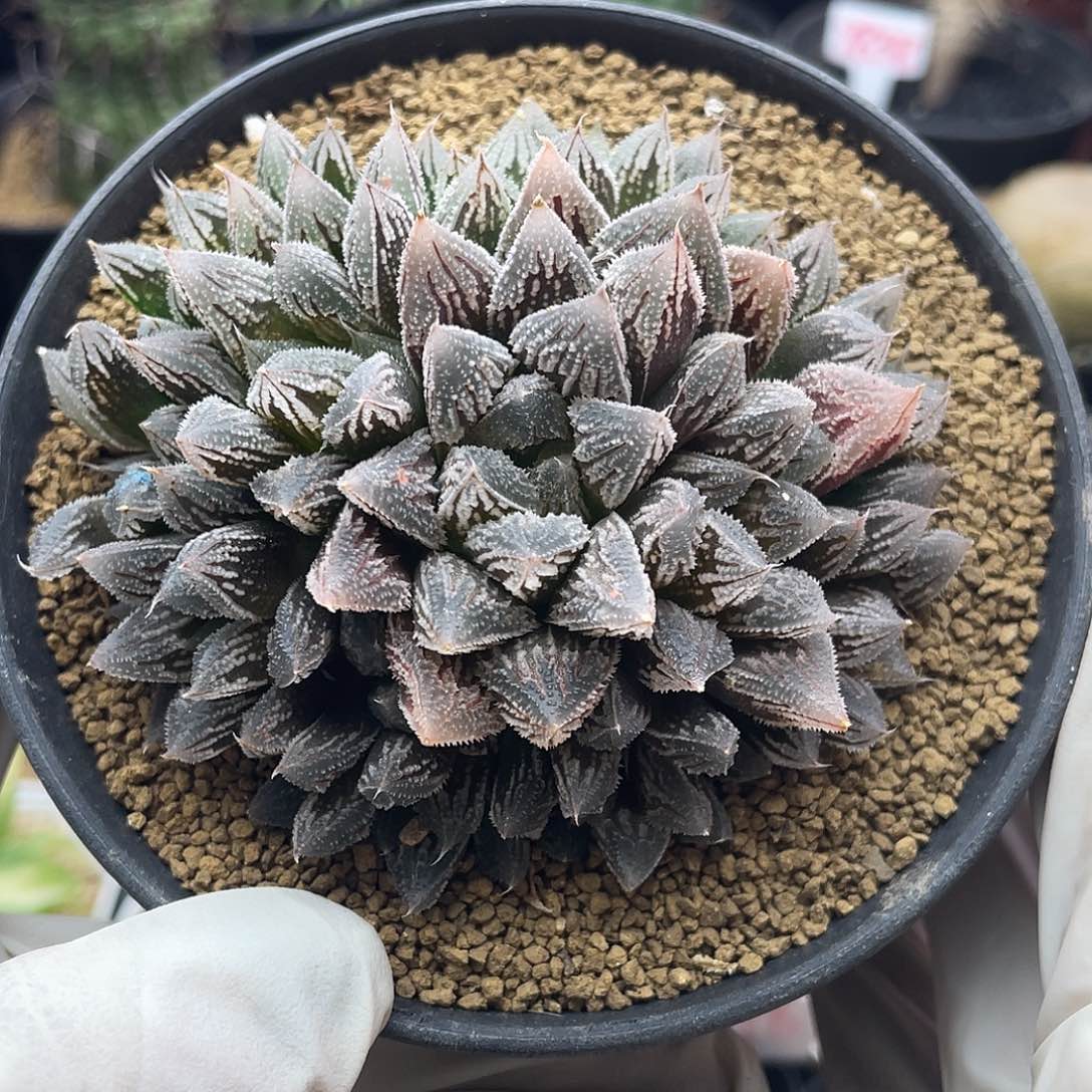 实生楼兰玉露仙人球多肉