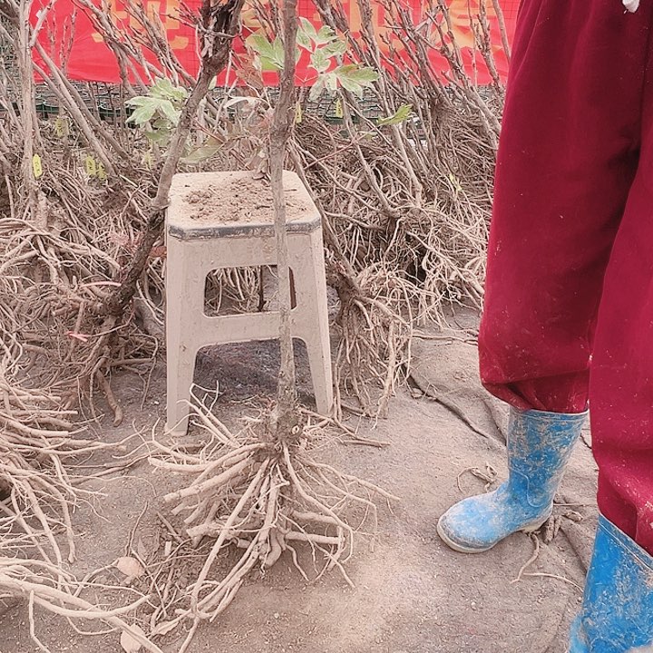 当前无花栽培后可以开花魏紫