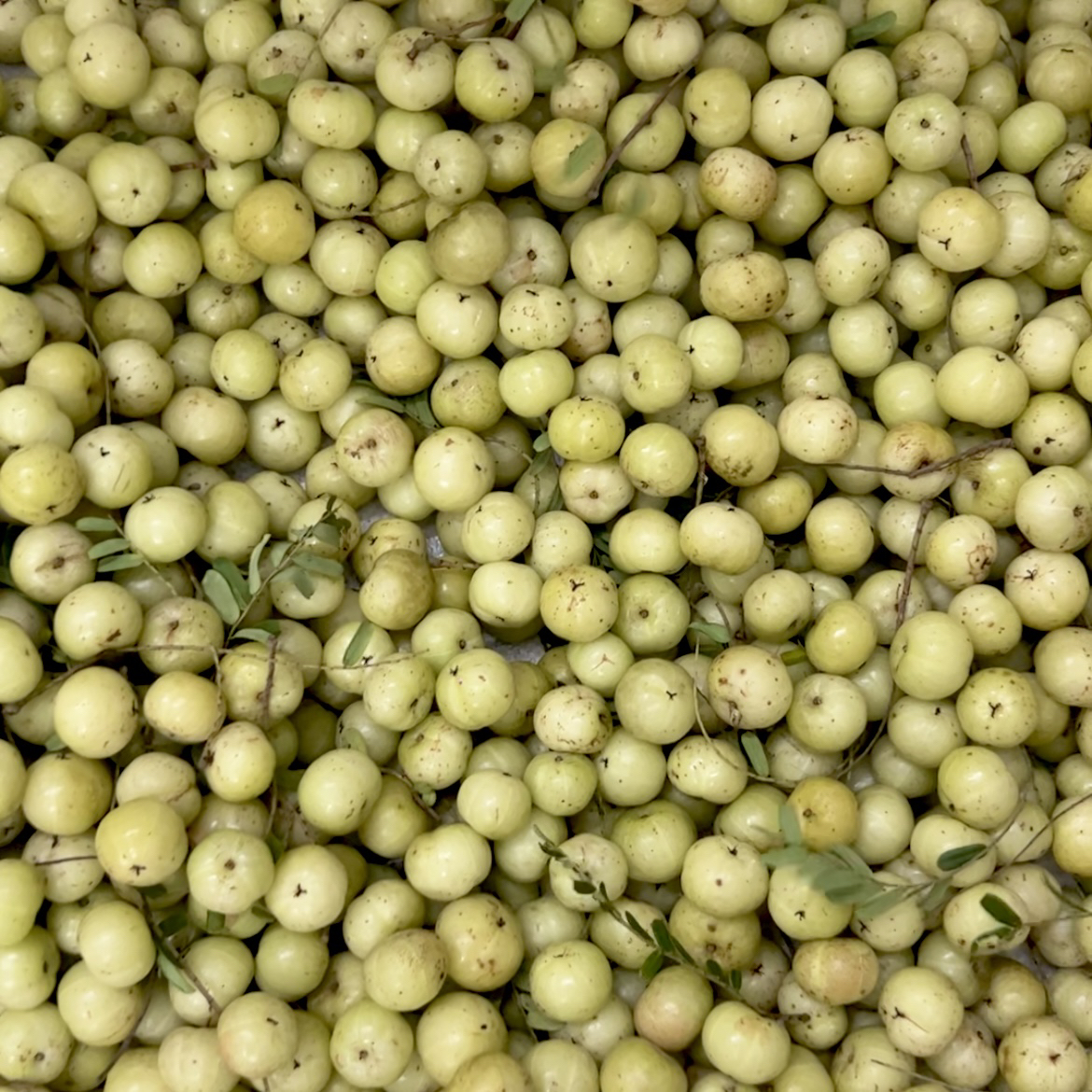 潮之惠新鲜采摘潮汕饼甜油柑果牛甘果高山老树余甘子2斤起中通