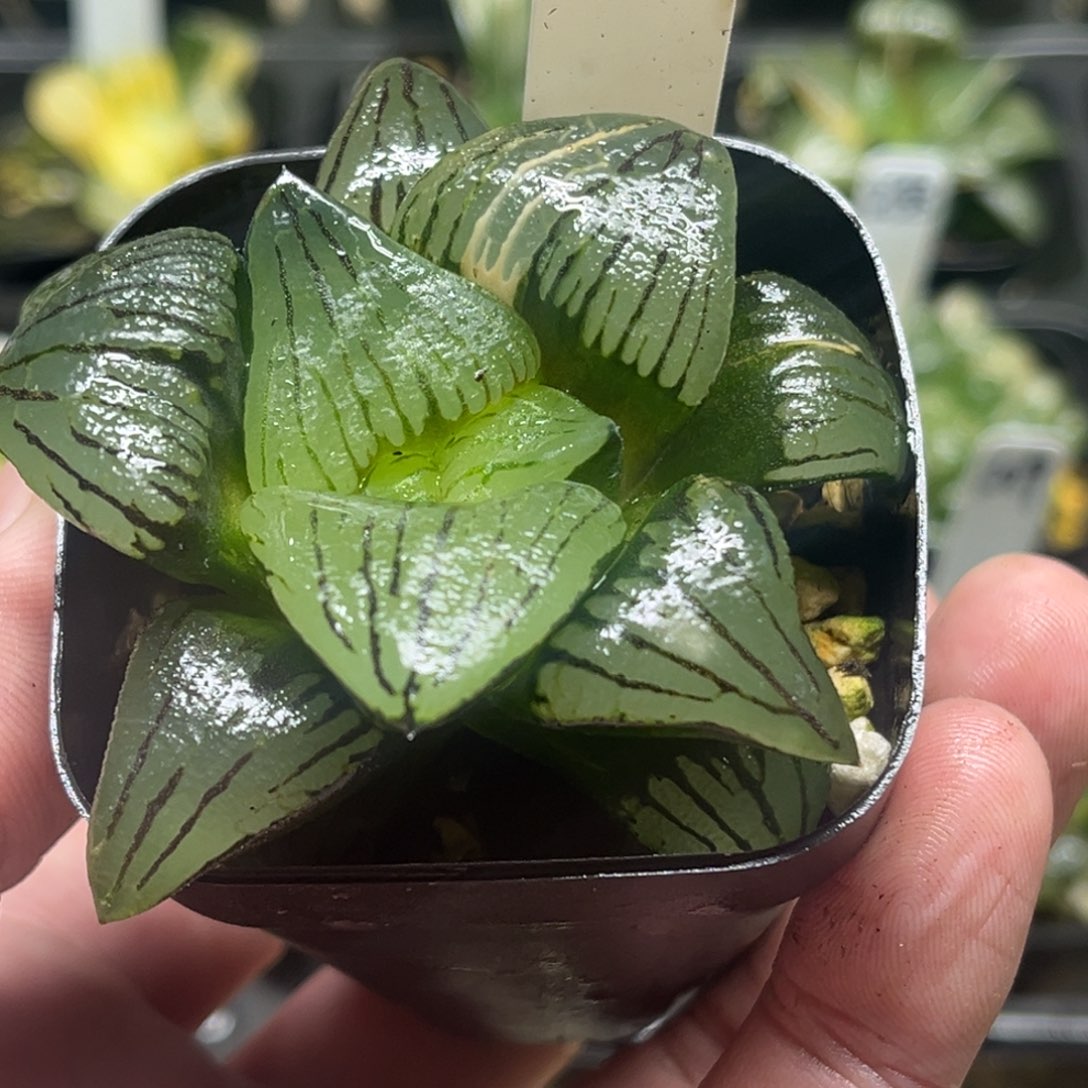 221巨大丸叶变异红纹寿锦