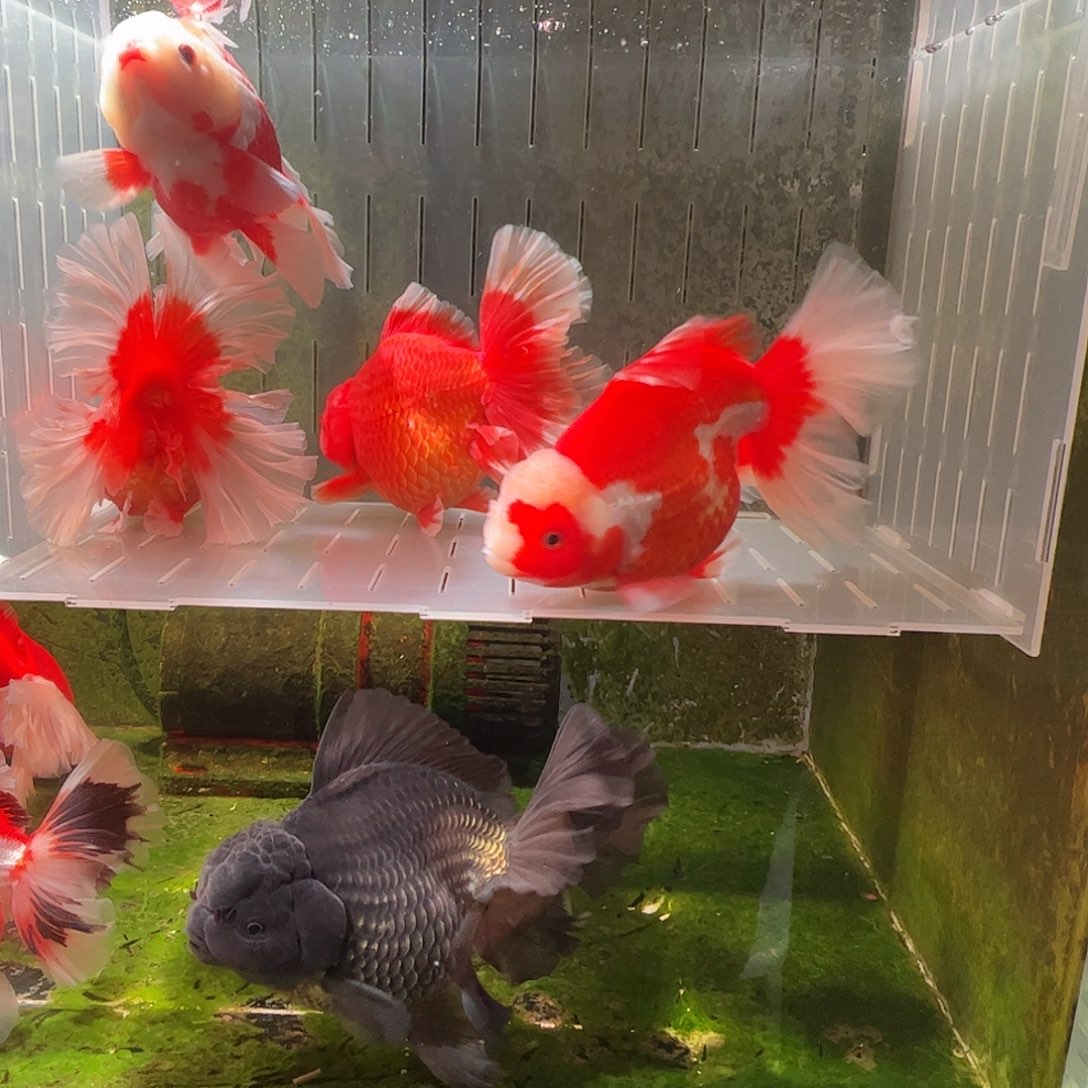 金鱼百褶泰师压成2