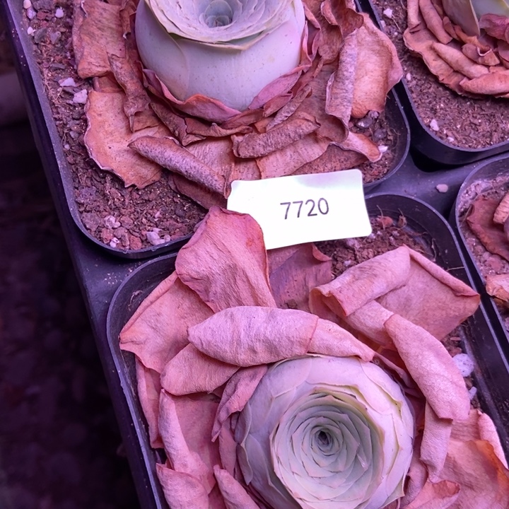H***o7720山地玫瑰花群
