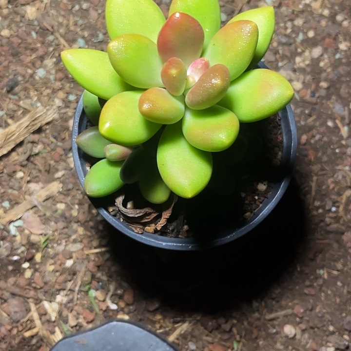遇****多肉植物芒果奶多头