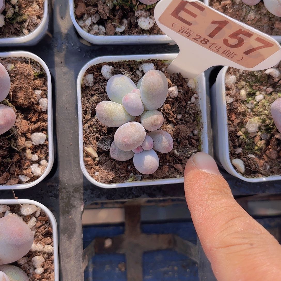 E157Mike奶一物一拍