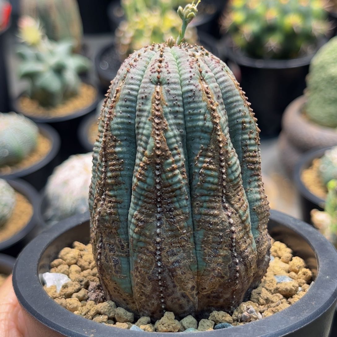 精品老欧布xmmmmmmm