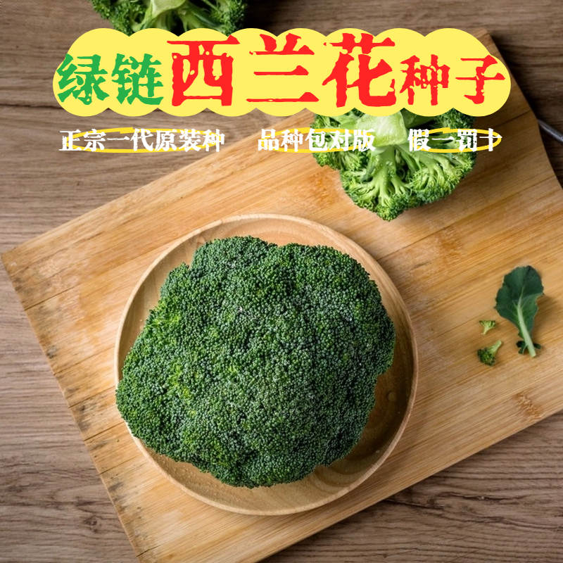 【西兰花种子】青花椰菜籽有机花菜种子春秋四季蔬菜种子