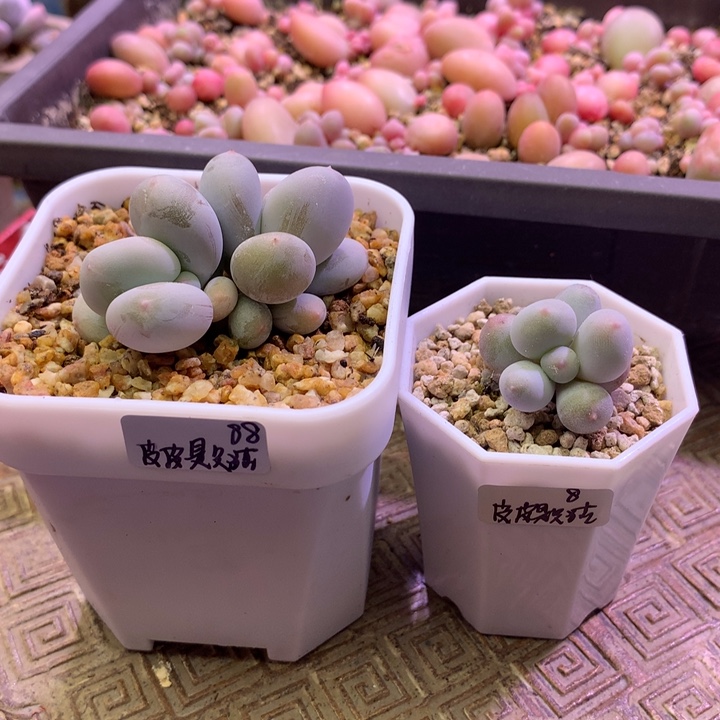 多肉植物 一物一拍 皮皮