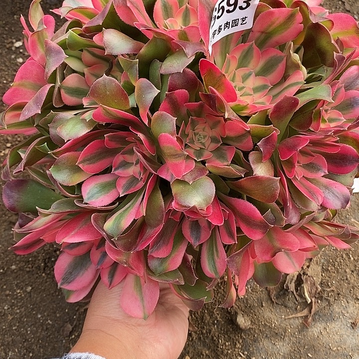 多肉植物香妃593多肉