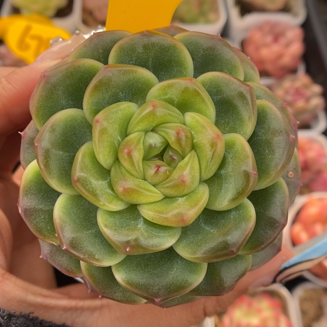 x4油透珍妮可拍307号