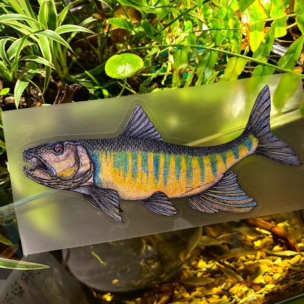 DONZ限量周边马口贴纸钓鱼贴纸25cm宝藏文创