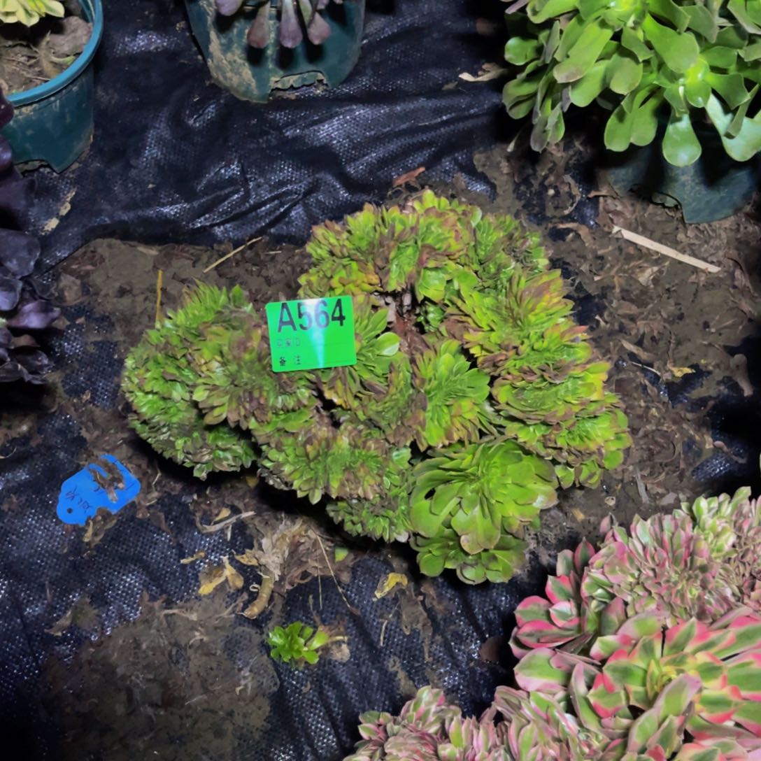 抹茶法师缀化1-28