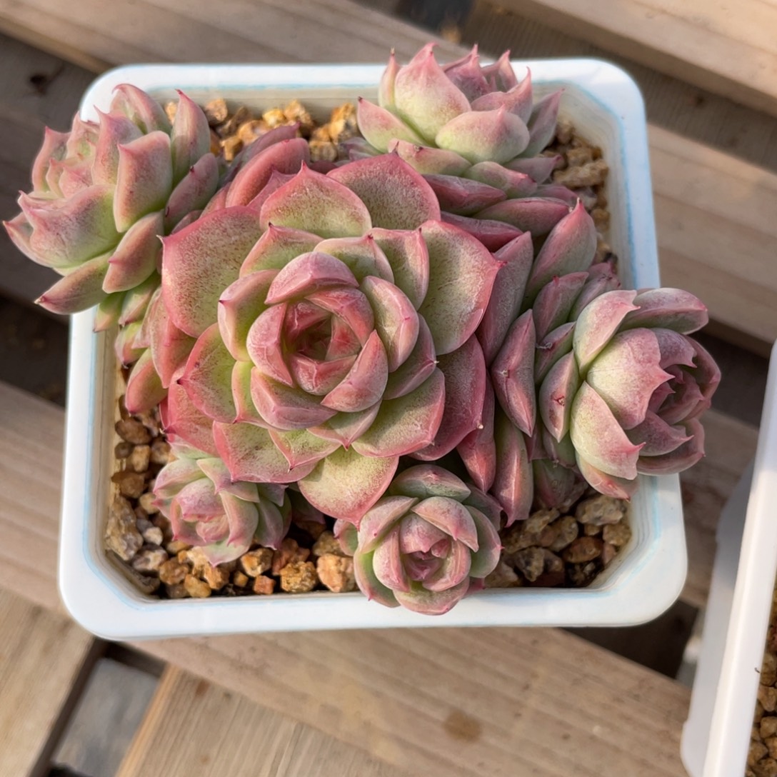 k***n优选女王虾饺多肉福利1261