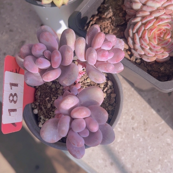 健健康康平平安安