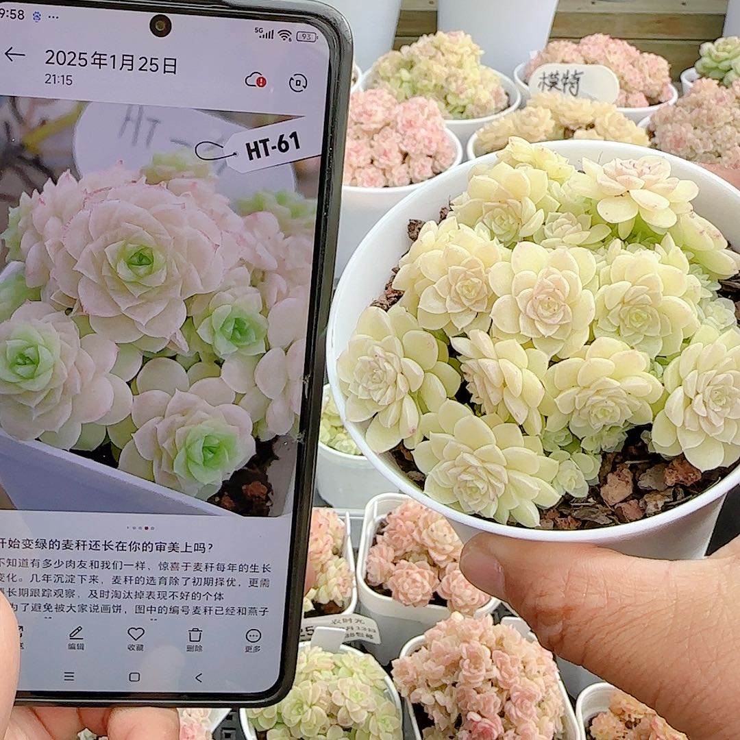 1213-35（ht-61）优选多肉