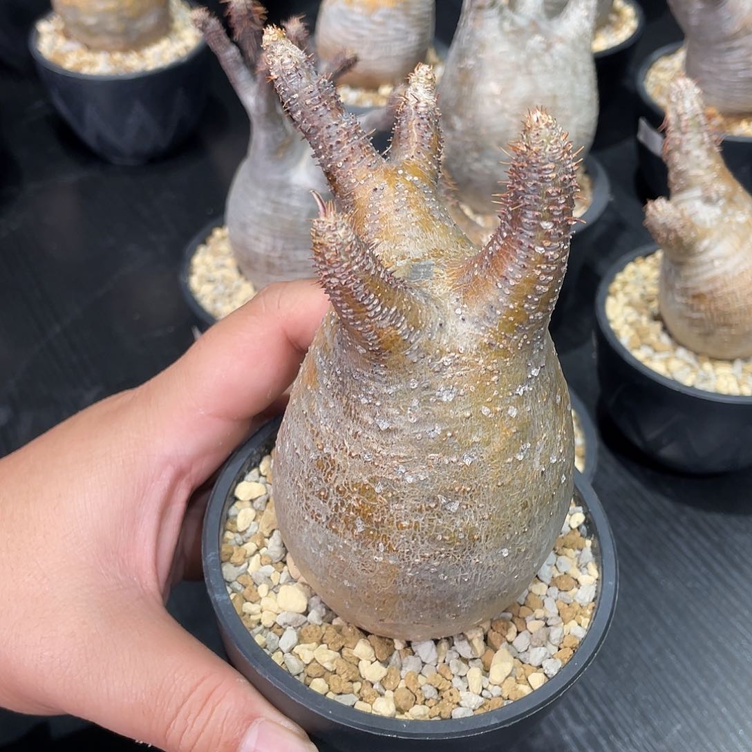 象牙宫带盆包邮哦