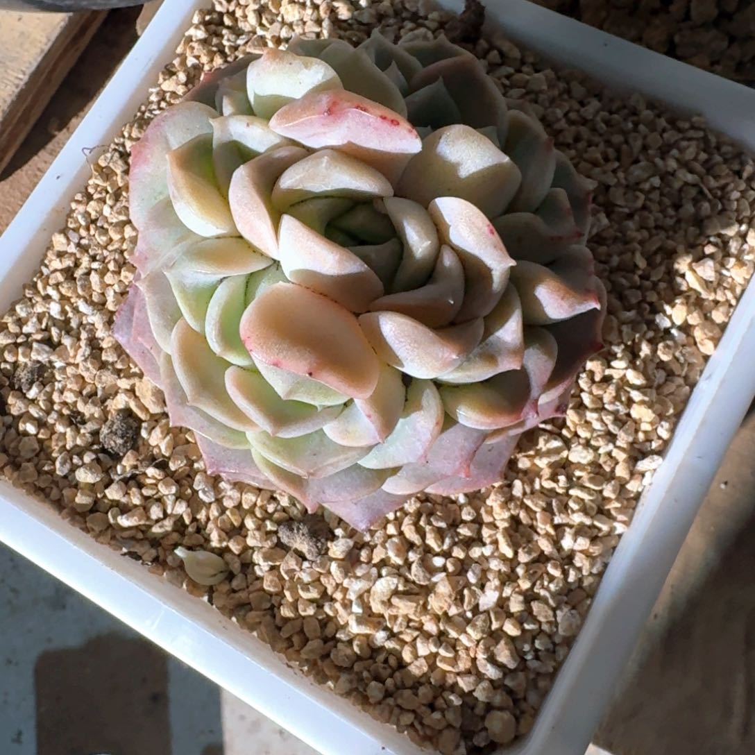 专拍链接多肉精品多肉