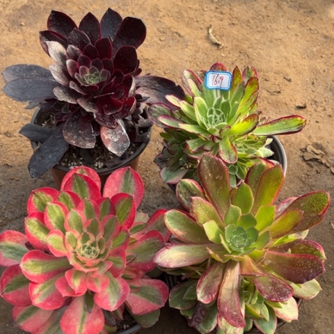 169多肉植物组合