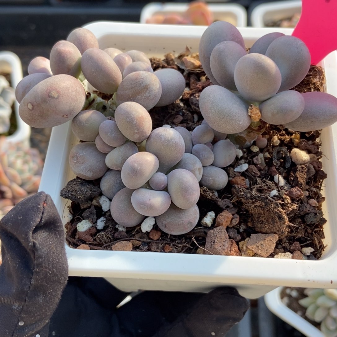 114奶酪多肉植物多肉