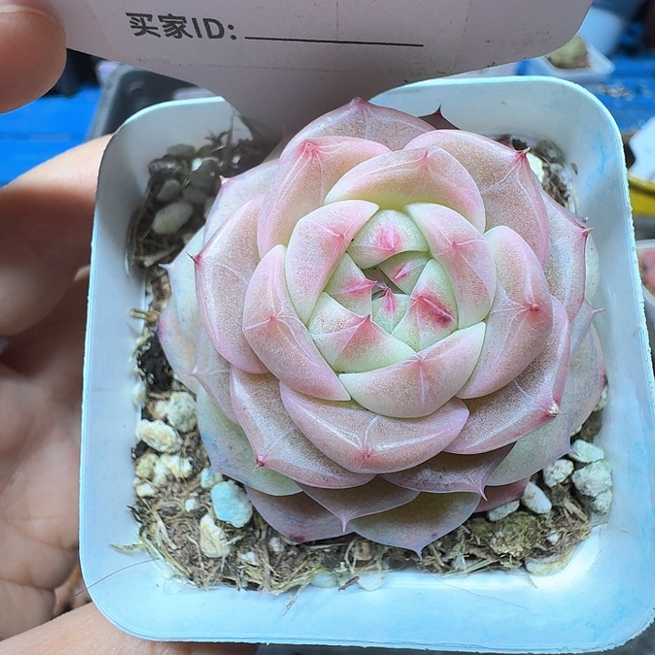 杂交多肉植物310