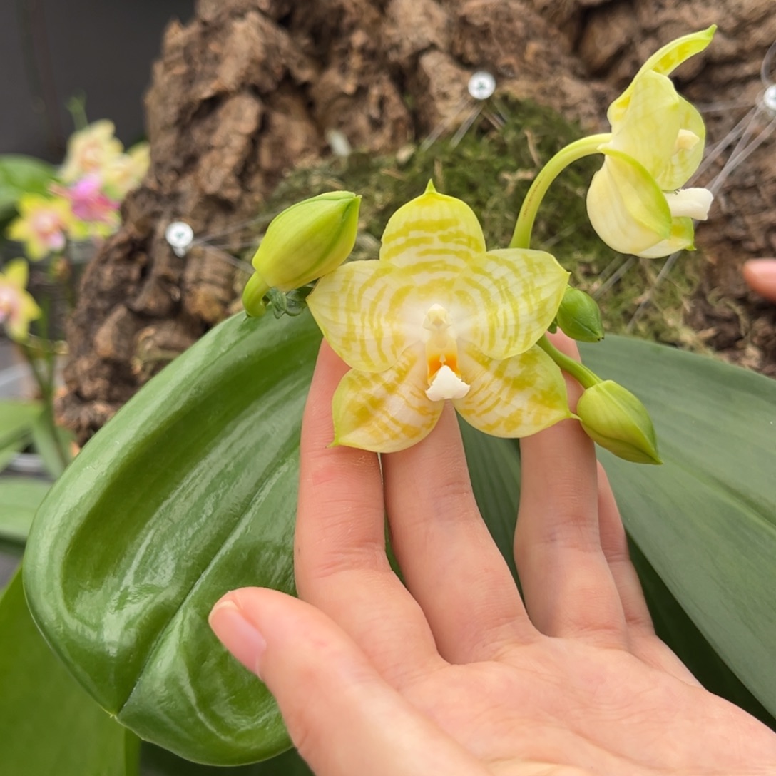 完全开放板值弥陀白老虎开花株