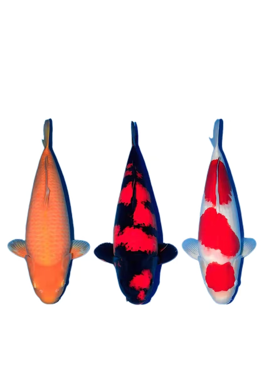 锦鲤红白大正昭和芥子观赏鱼