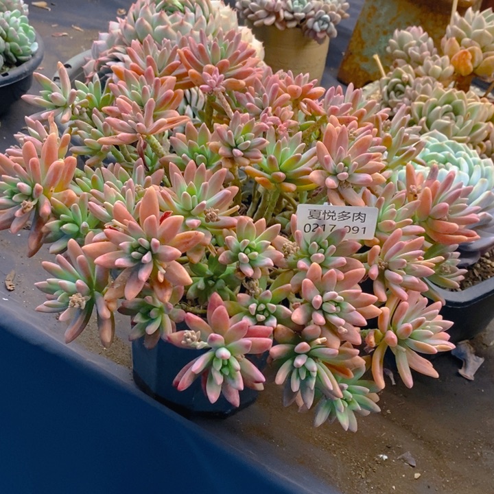 夏悦多肉 0217-91秋丽