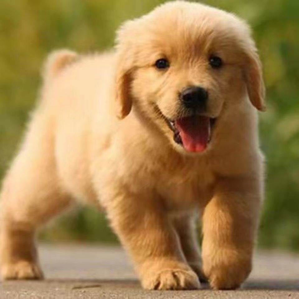 【珍宠乐园】金毛纯种幼犬纯血统狗狗沙滩枫叶活物金毛犬家养大型狗