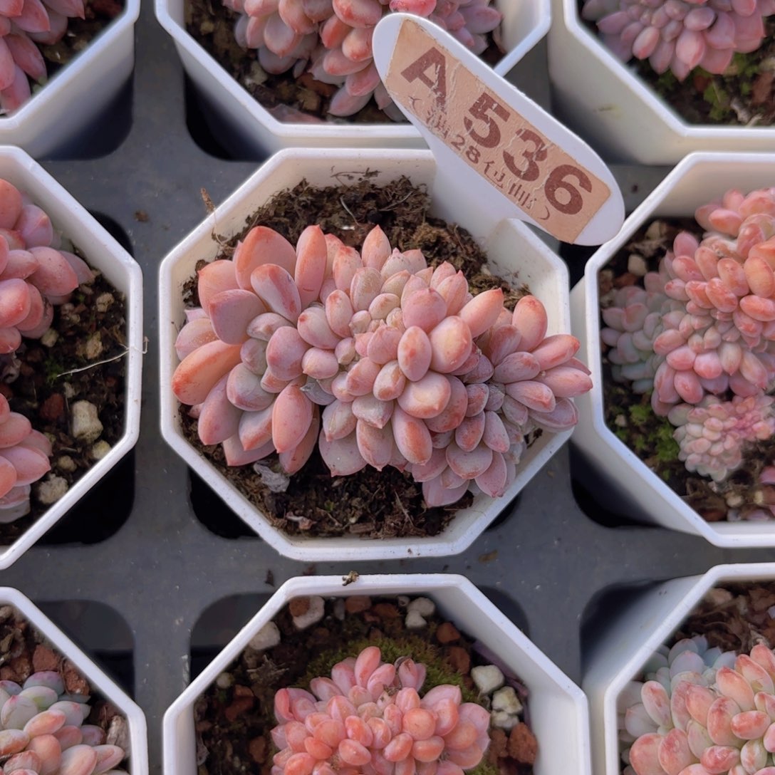 A536玛瑙缀一物一拍