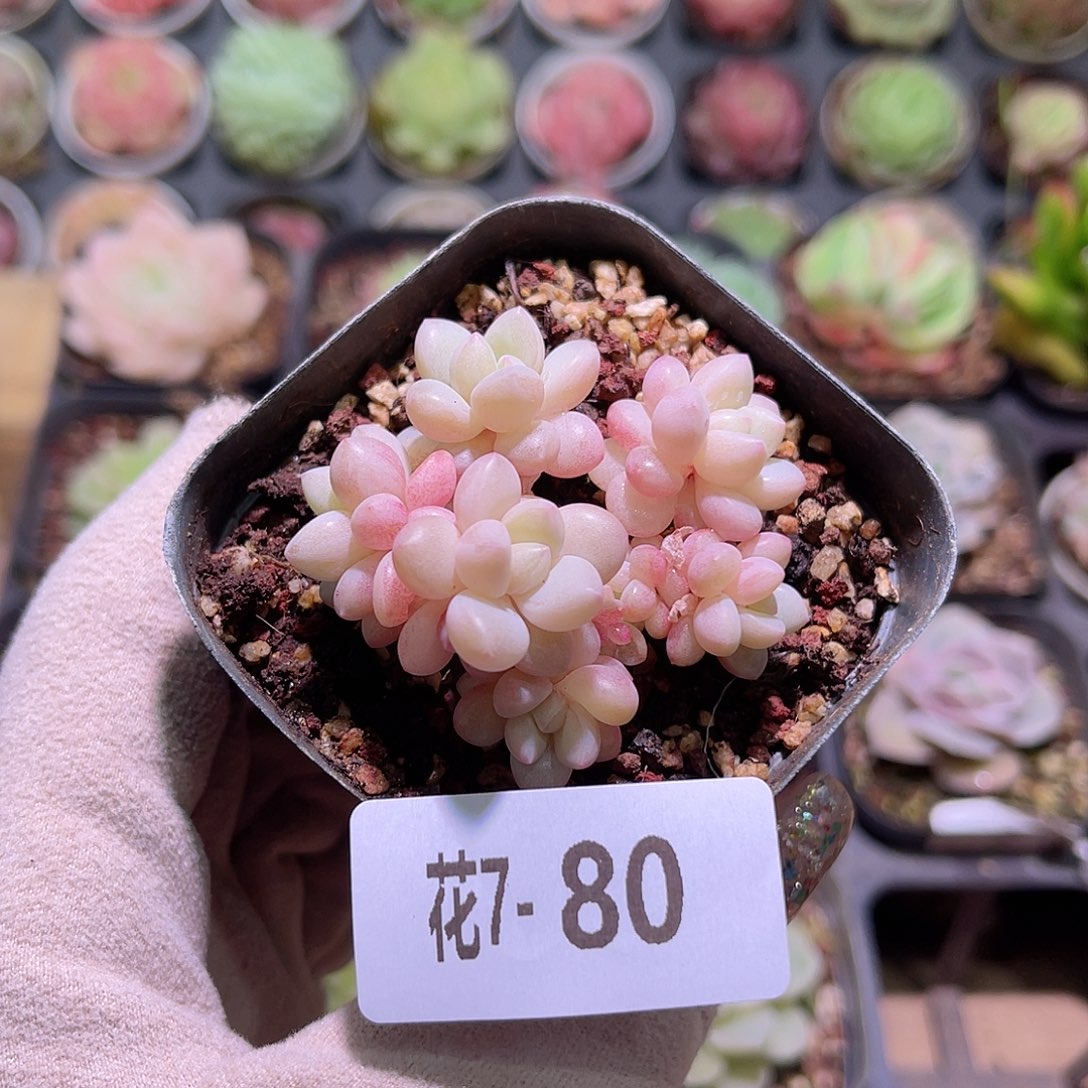 花利美7-80泡泡糖