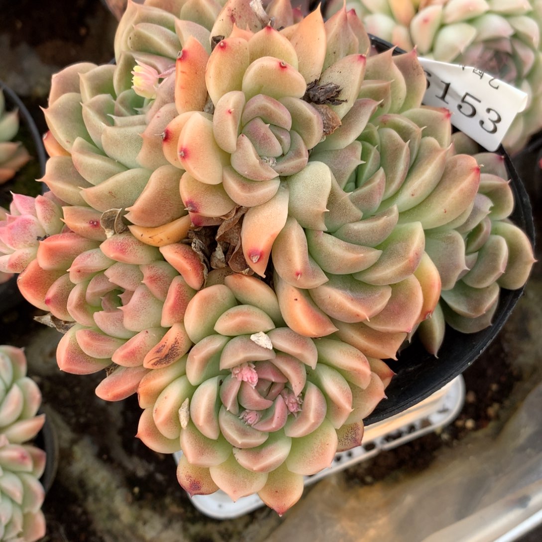 6153新年快乐发发发