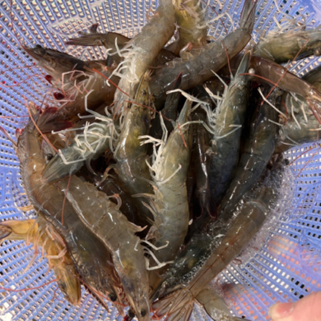 明虾，规格40只左右一斤